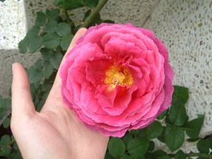 IMG_000646.jpg ( 51 KB ) by Upload